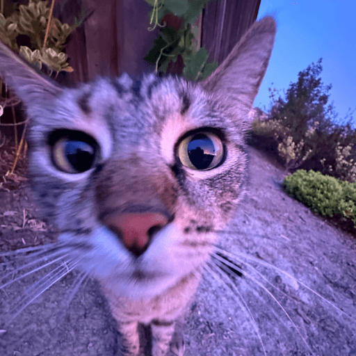 Cats mark